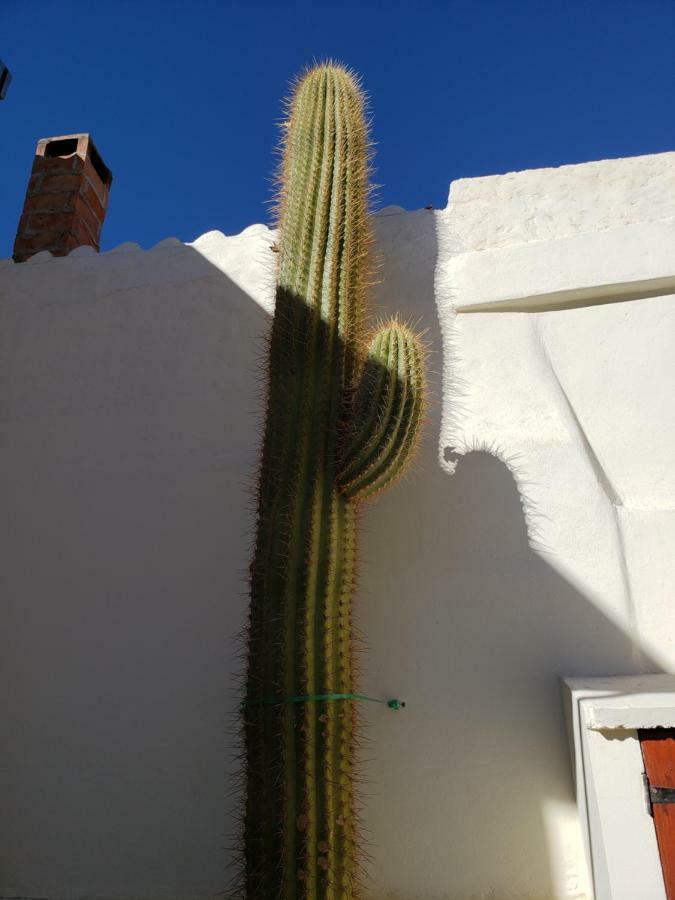 Casa Cactus Cafayate Hotel Exterior photo